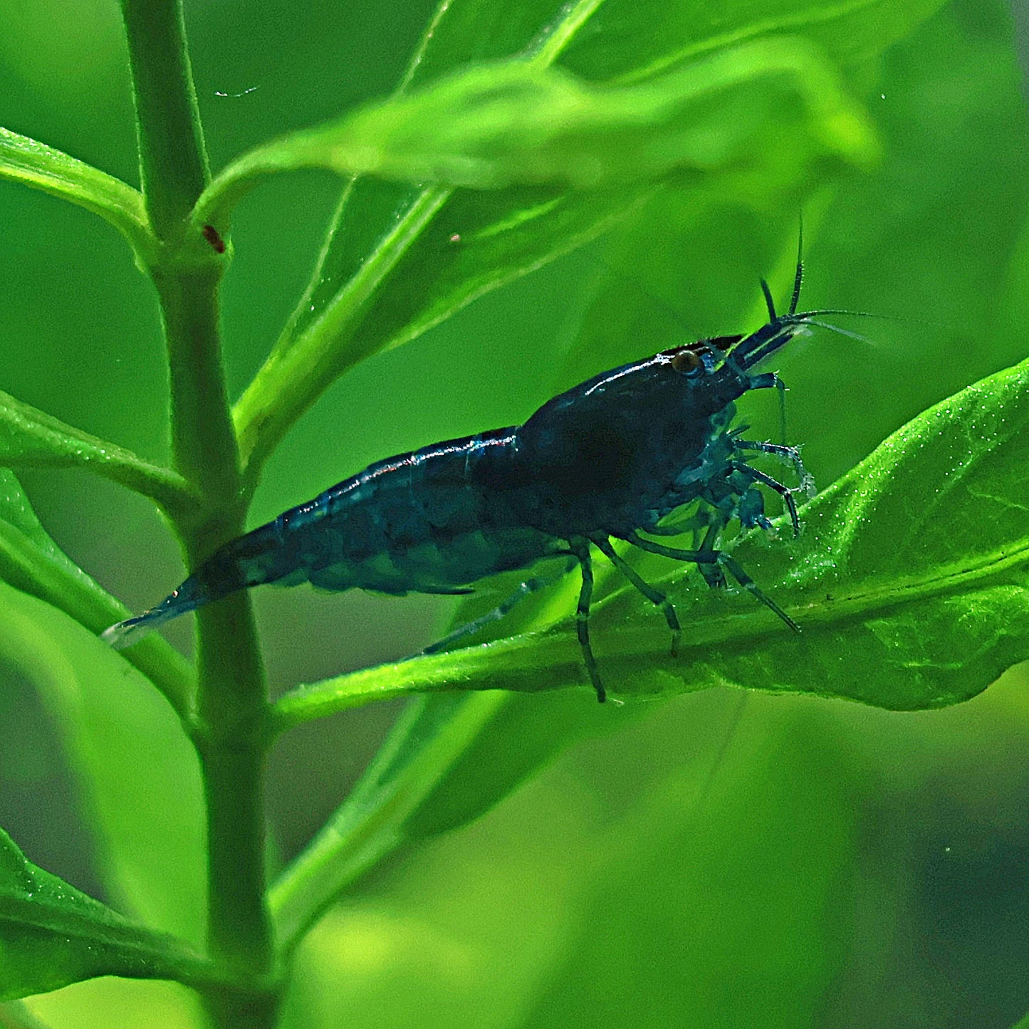 Crevette Neocaridina Davidi Blue Dream - Lots de 5