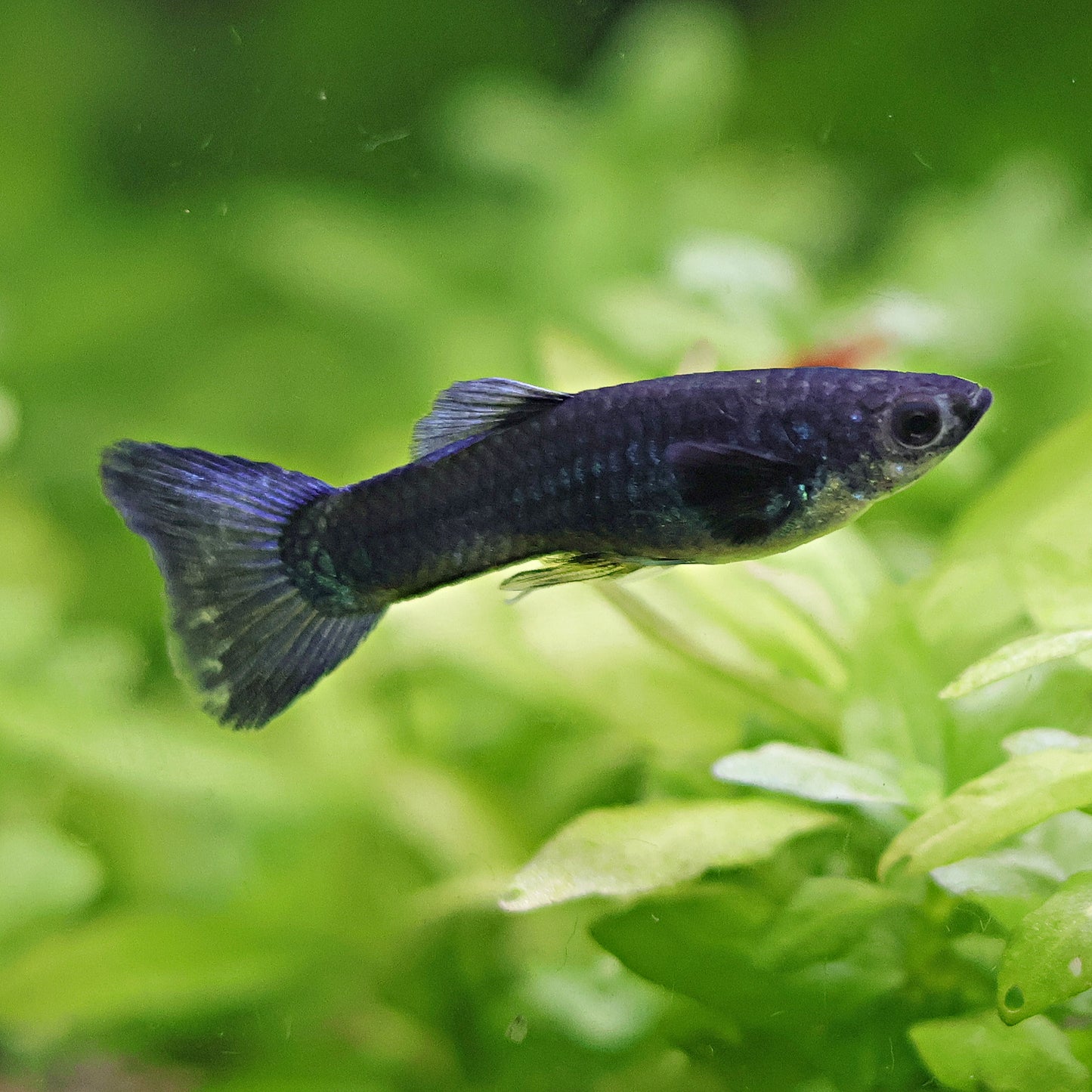 Couple Moscow Bleu Mâle Femelle Poecilia Reticulata