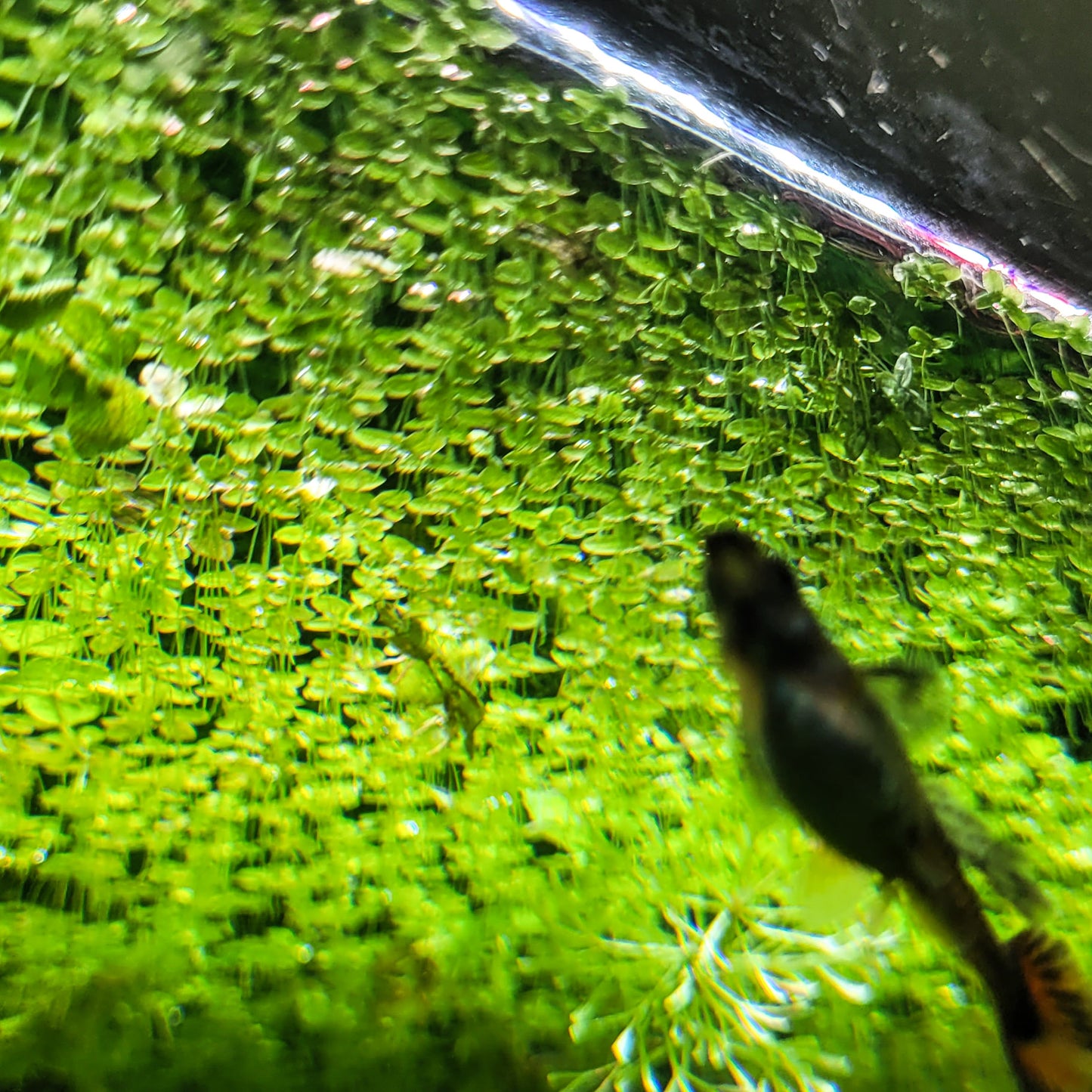 Lentilles d'eau Lemna Minor - Plantes Flottantes