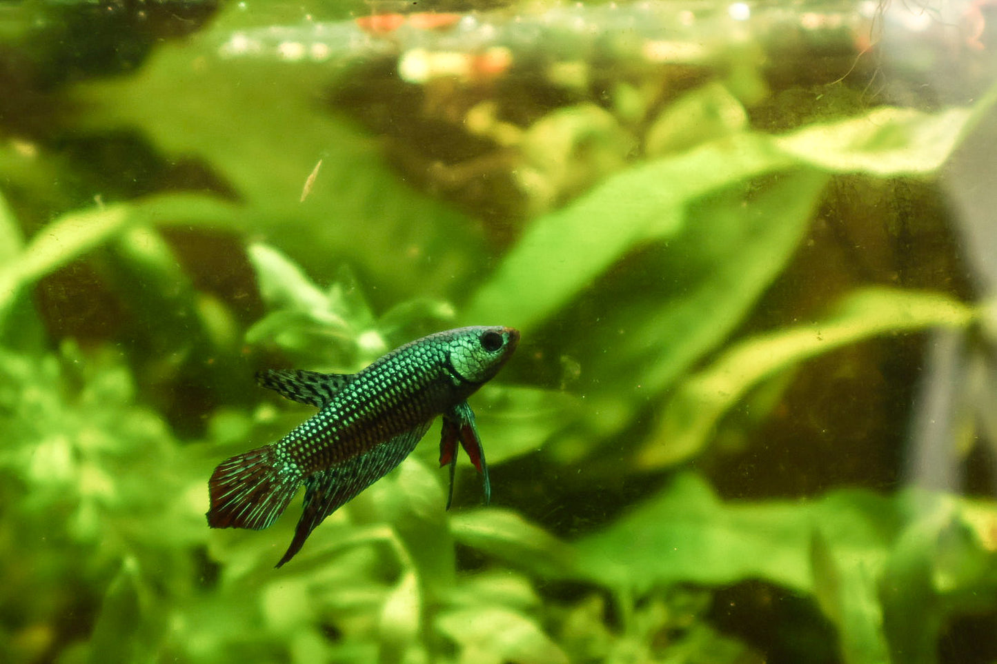 MĂąle Plakat Alien Vert Hybride
