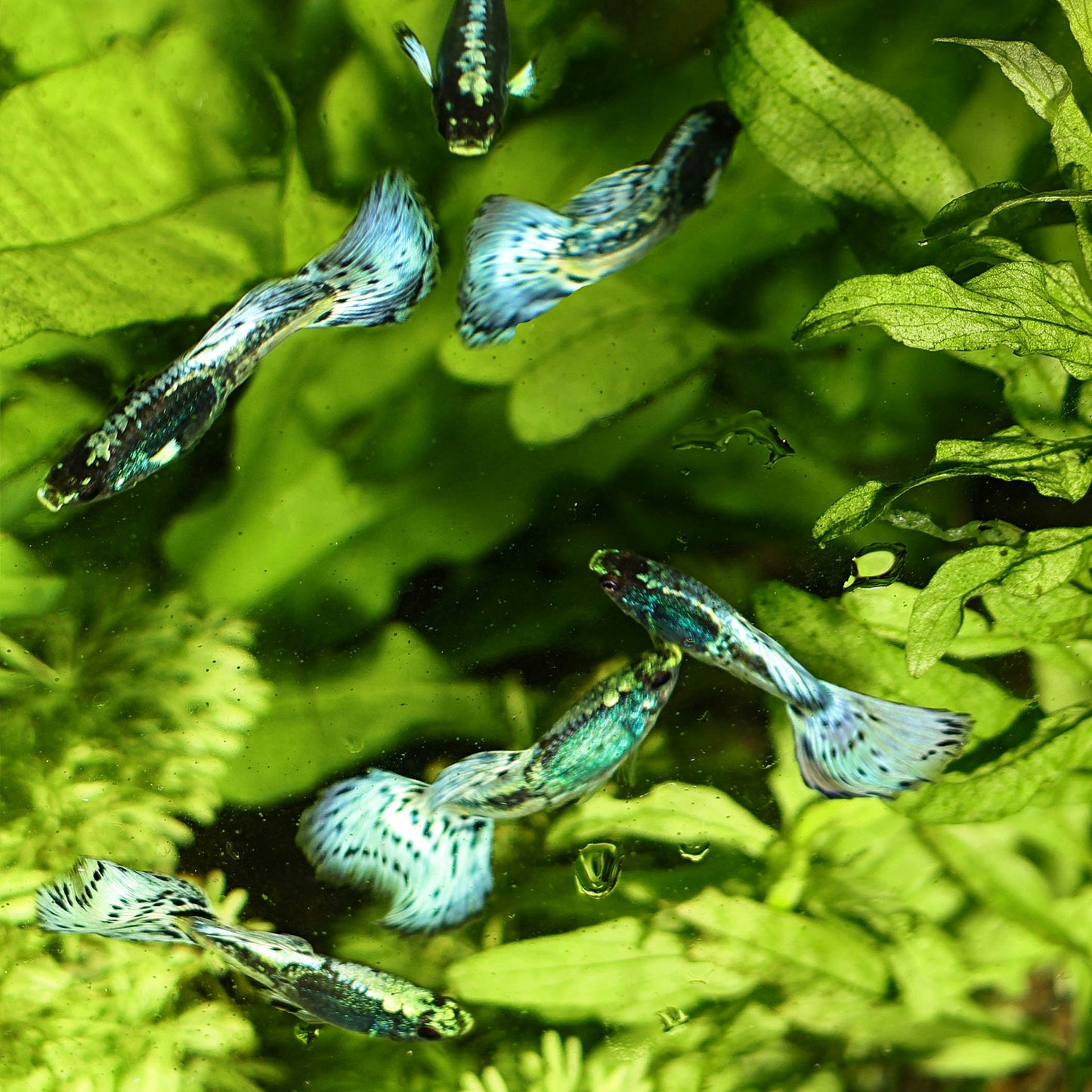 Commande Jeremy - Couple Bleu Mosaic + Femelle Tuxedo Ribbon