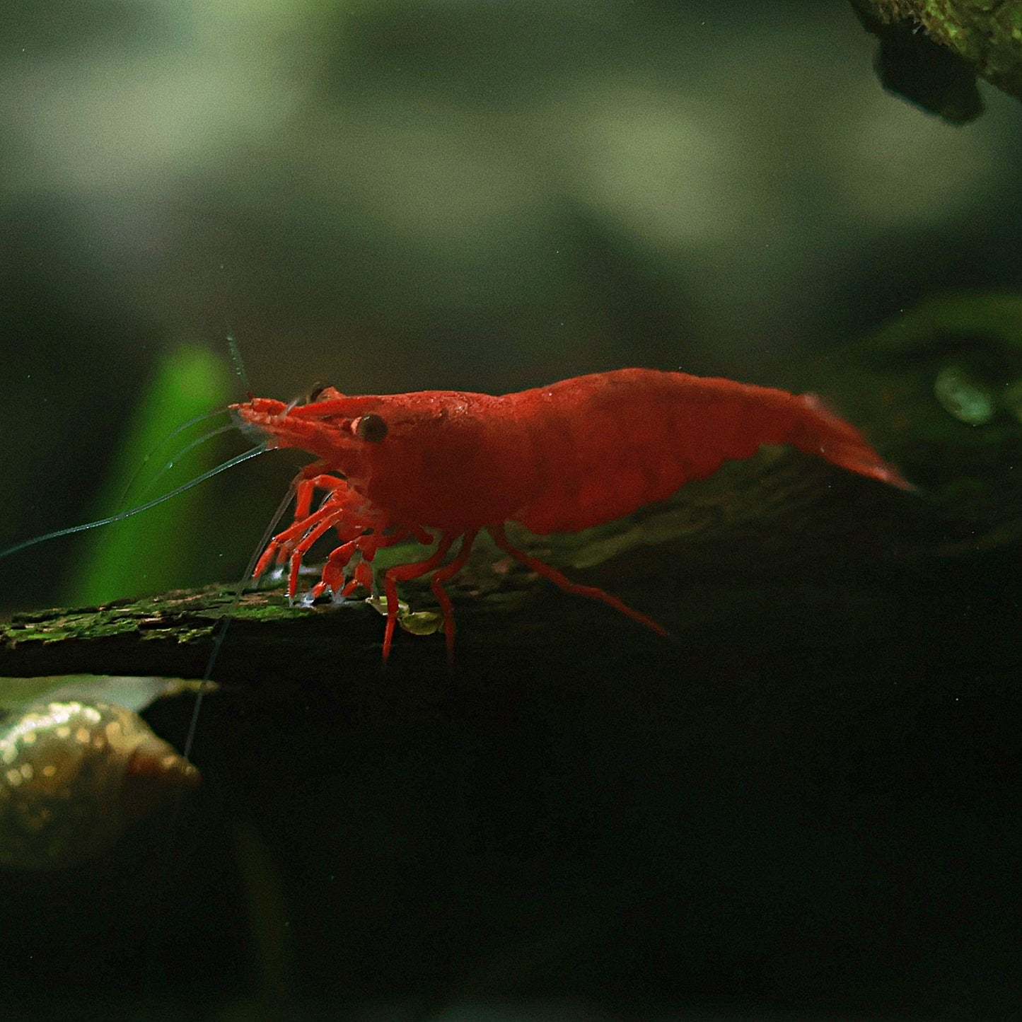 Crevettes Neocaridina Davidi Bloody Marry - Lots de 10