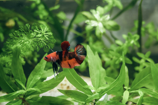 Guide - Création Aquarium / LowTech📓