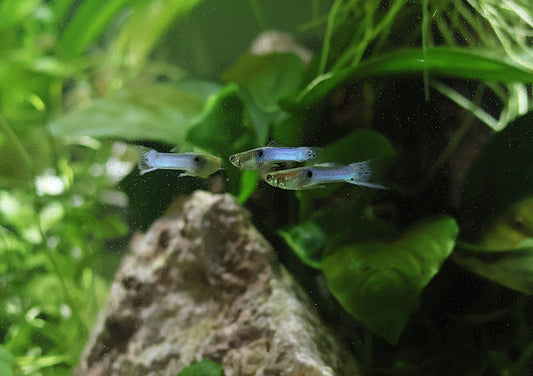 Guide - Guppy Poecilia reticulata📓