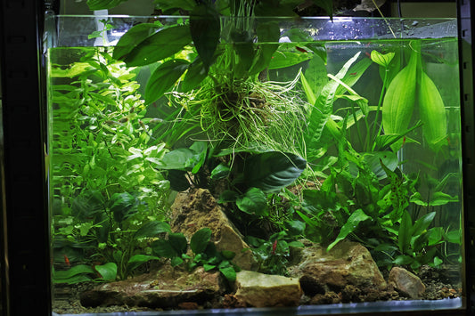 Guide - Création Aquarium / LowTech📓