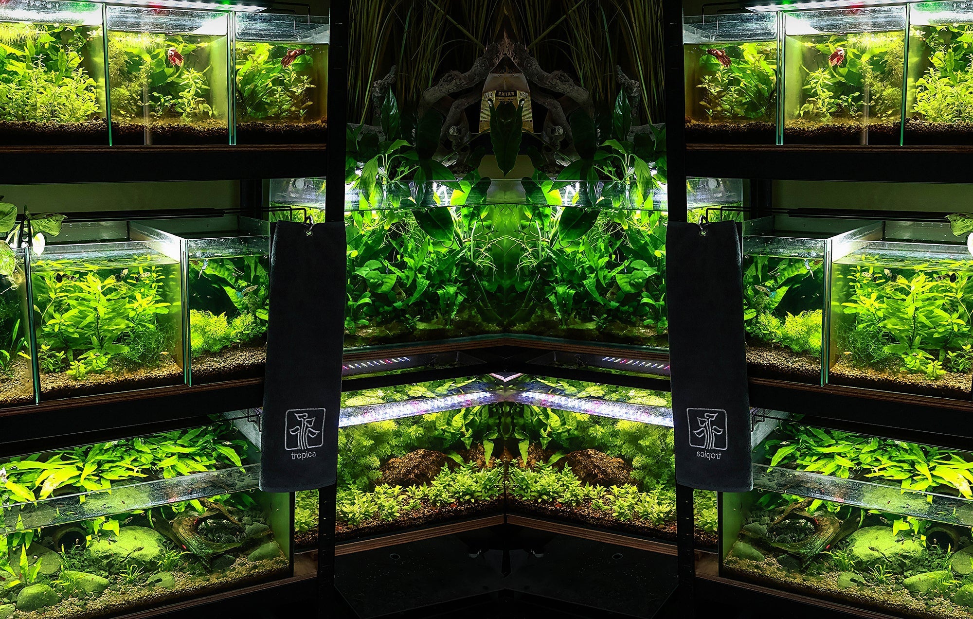 La FishRoom de NanoQuario🌿🍂