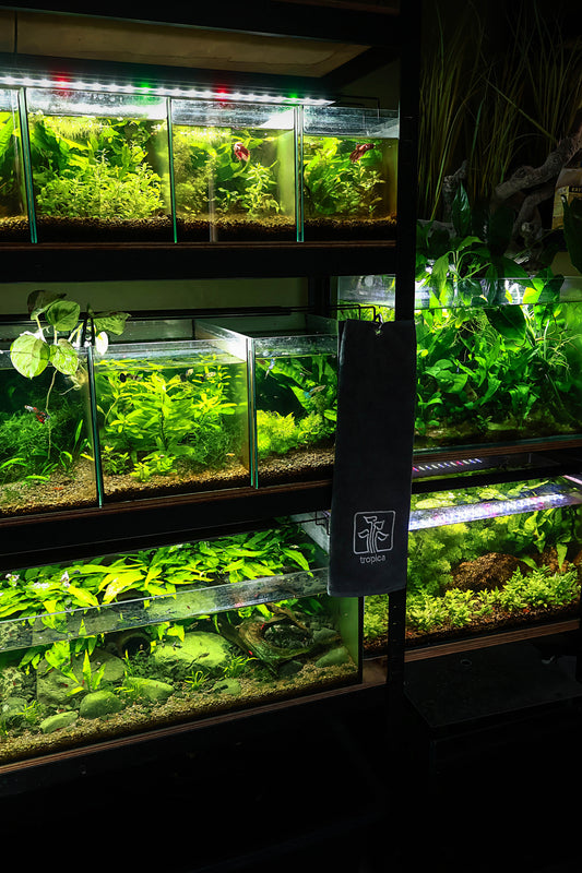 La FishRoom de NanoQuario🌿🍂