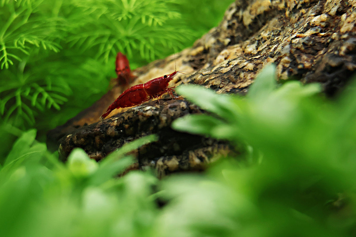 Guide - Les Crevettes Neocaridina 🦐