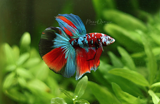 Guide - Les maladies des poissons🧪💊