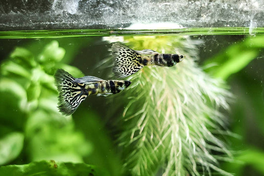 Guide - Guppy Poecilia reticulata📓