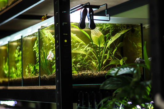 La FishRoom de NanoQuario🌿🍂
