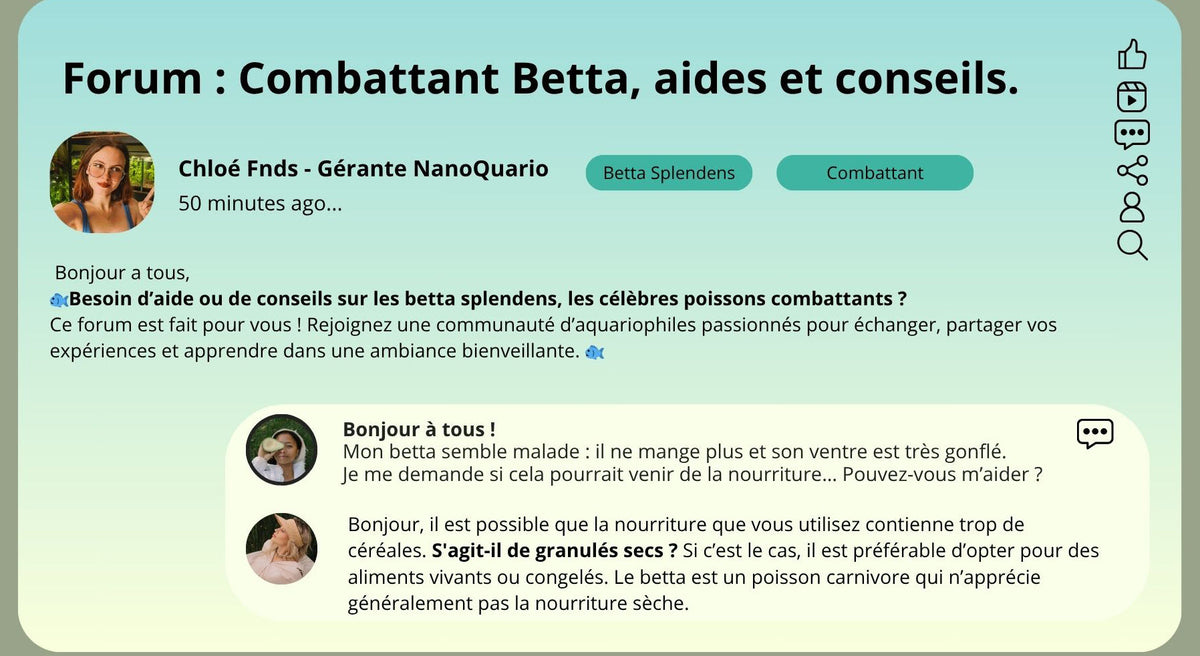 🐟 Forum : Combattant Betta, aides et conseils.