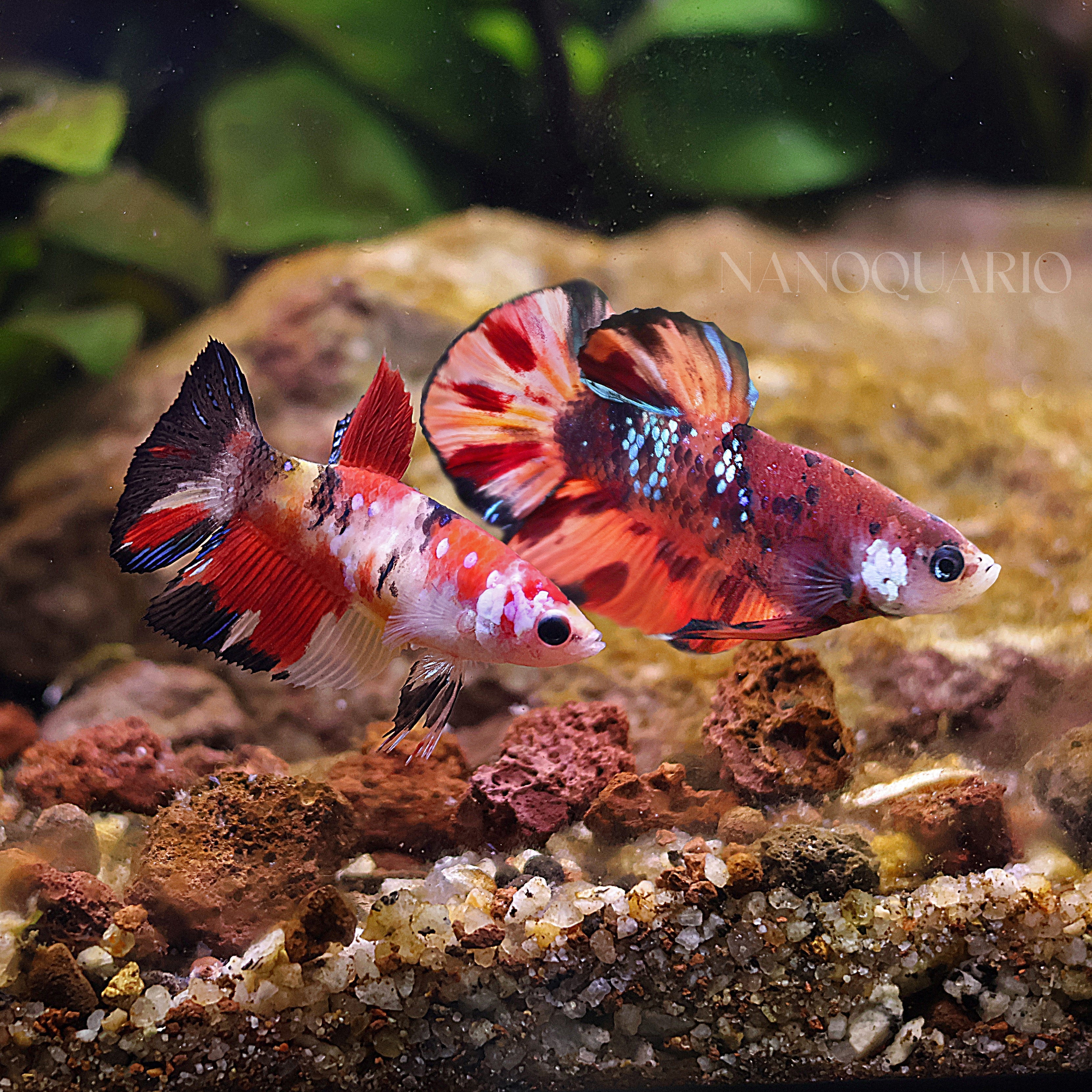 La cohabitation entre Betta et Autres Poissons