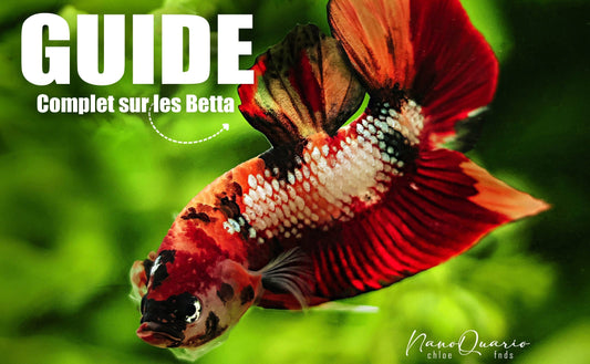 Guide Complet - Betta de Sélection📓✏️Histoire, Idées Reçues, Longévité, Aquarium, Nourriture, Cohabitation, Maladies, Sororités...