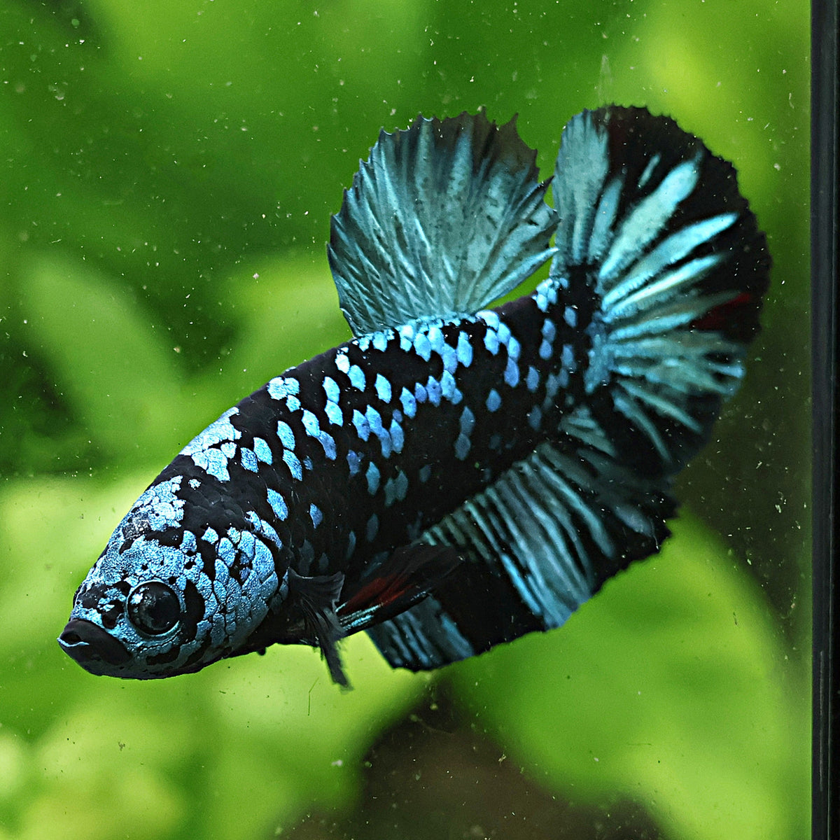 🐟Betta Splendens (sur Couleurs)