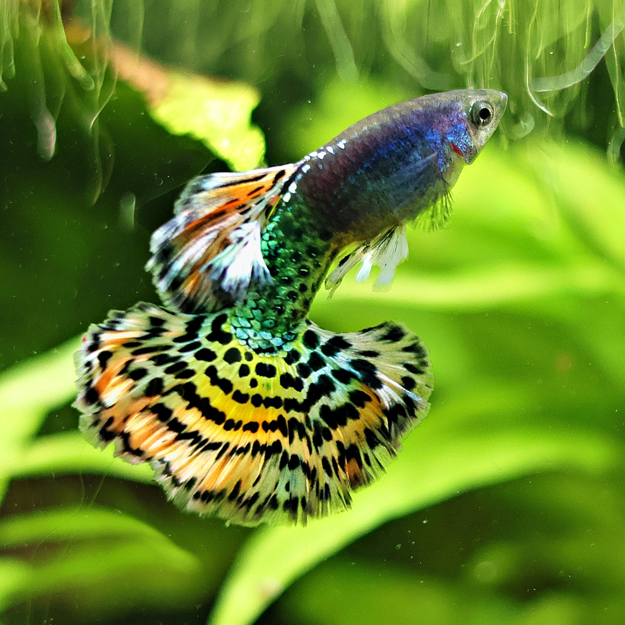 Nos Guppys Poecillia Reticulata