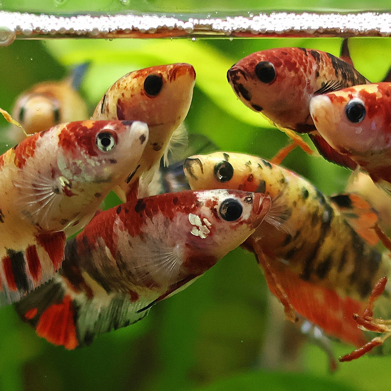 Nos Bettas Splendens