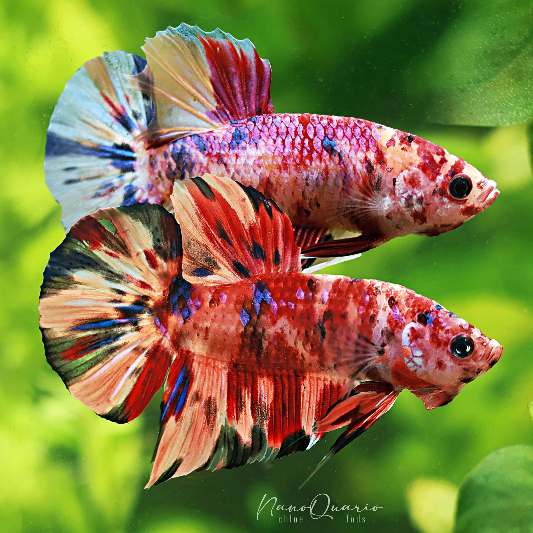 🐟Betta Giant & King
