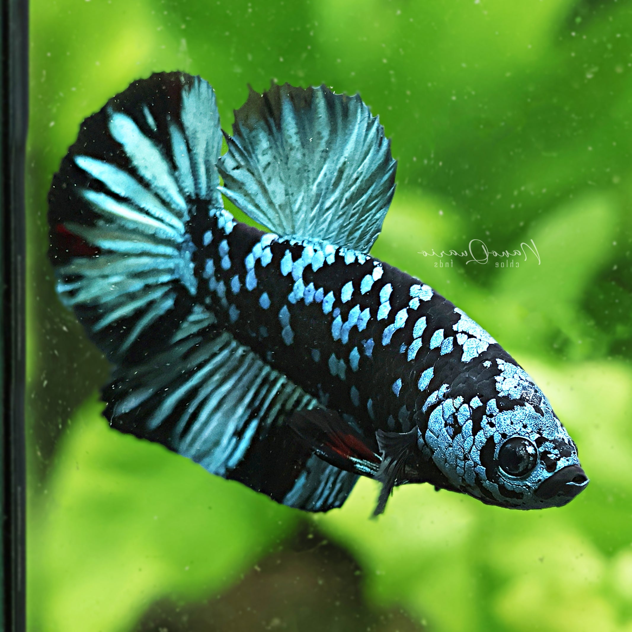 🐟Betta Avatar & Nebulla