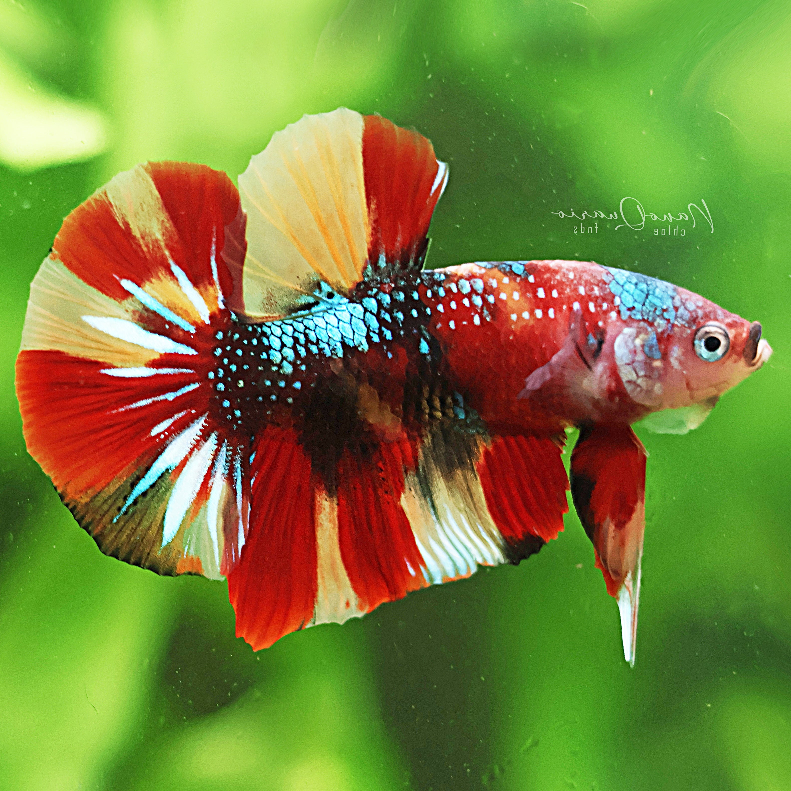 🐟Betta Plakat Multicolores