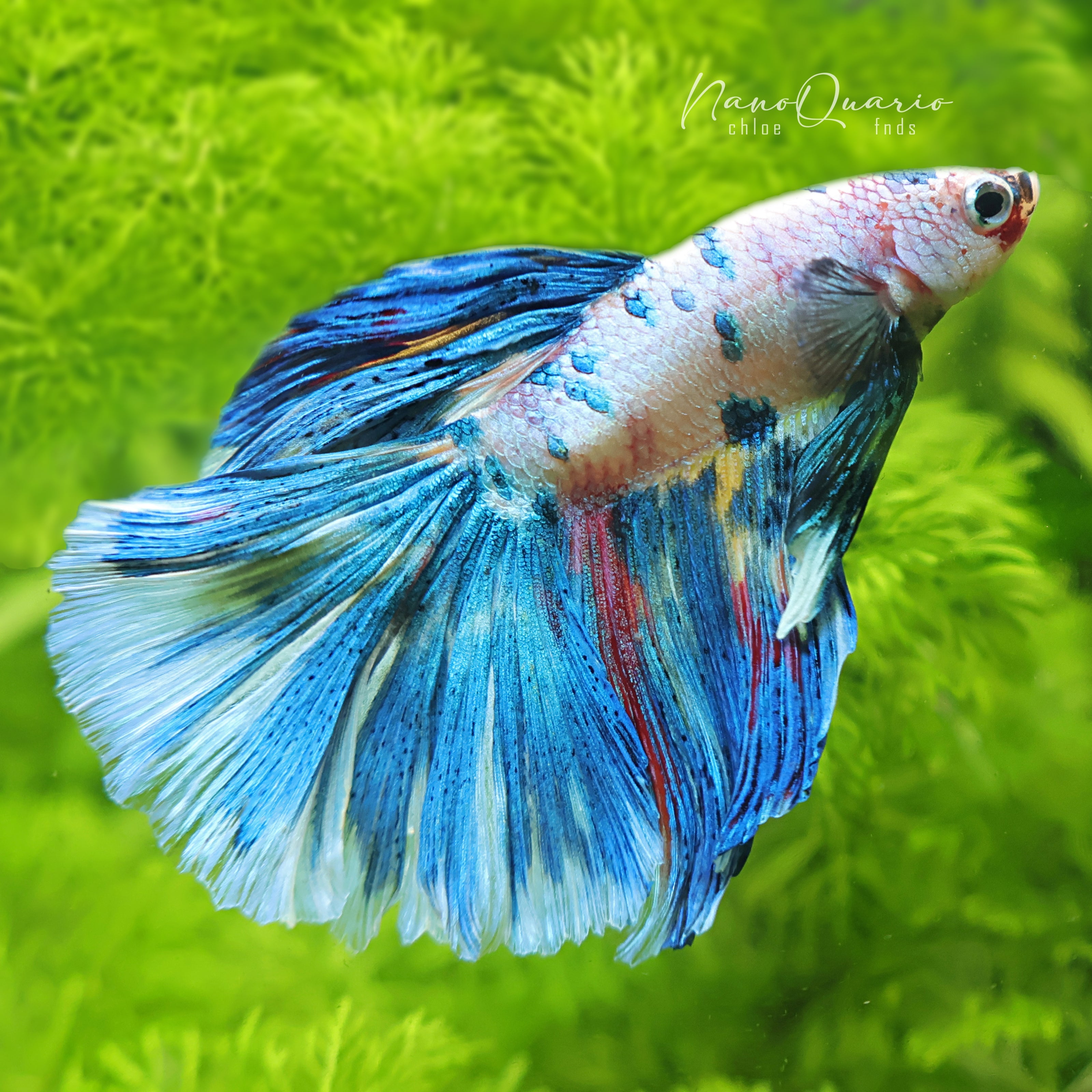 🐟Betta Marbré & Platinum