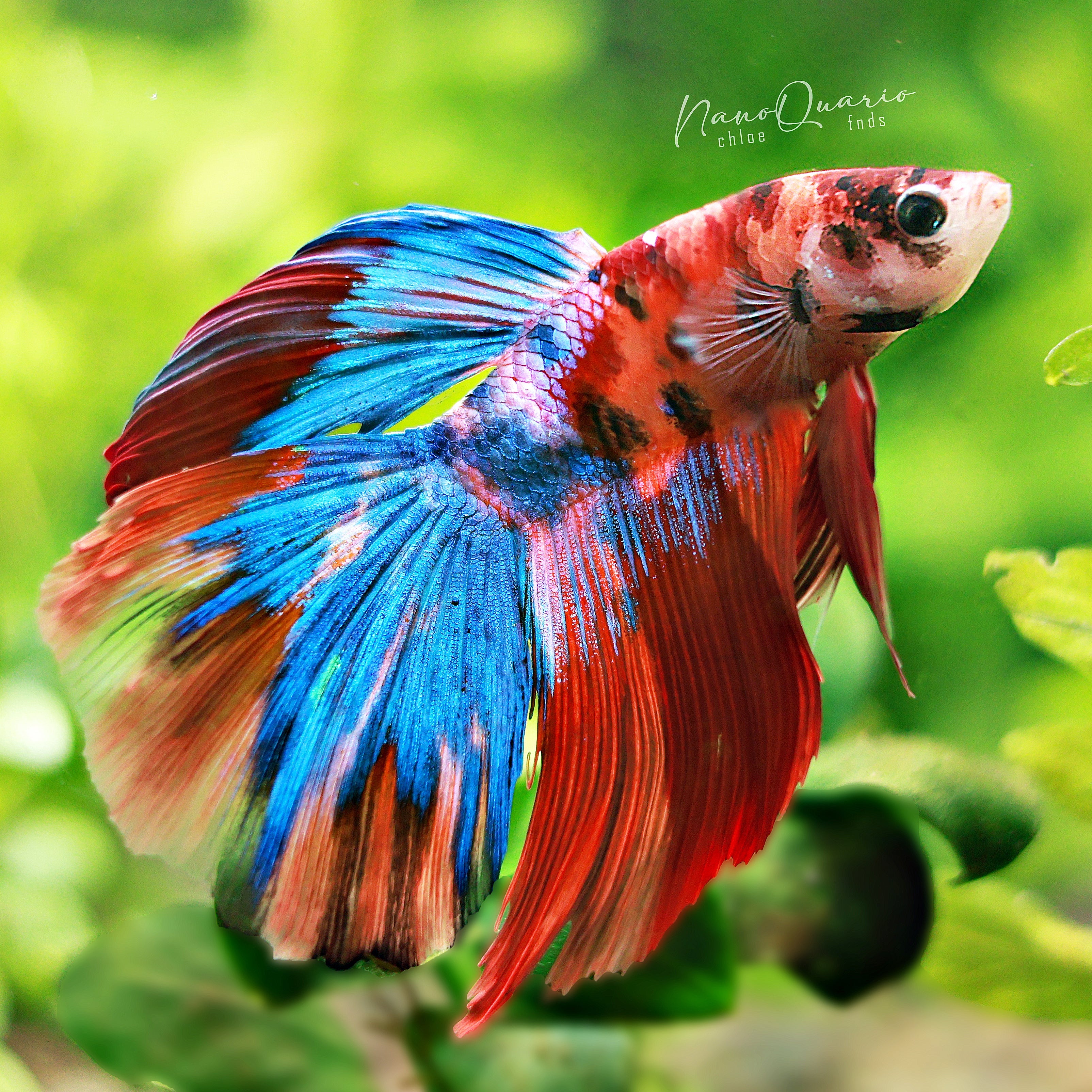 🐟Betta Halfmoon Multicolores