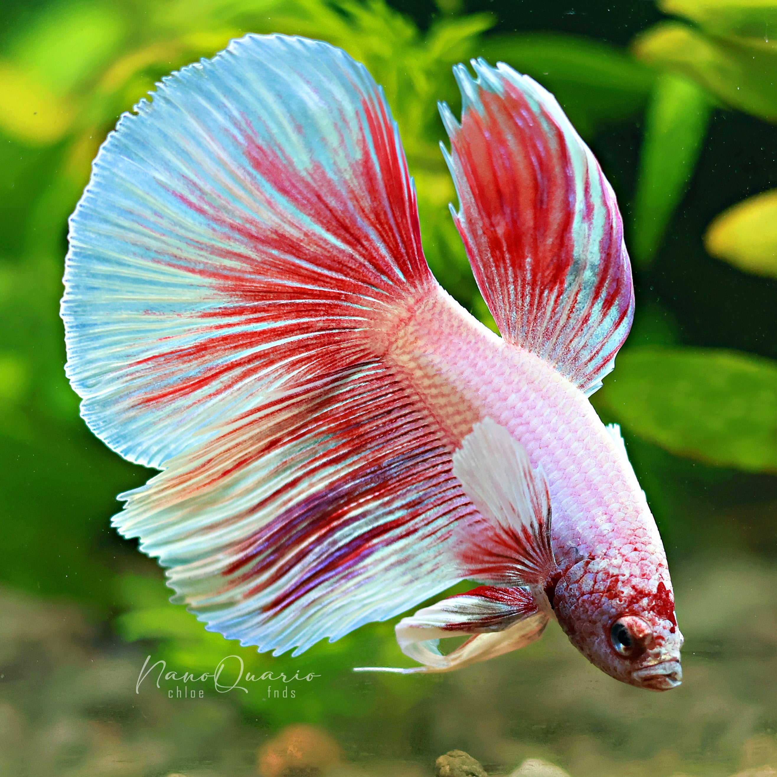 🐟Betta Unicolore et Bicolore