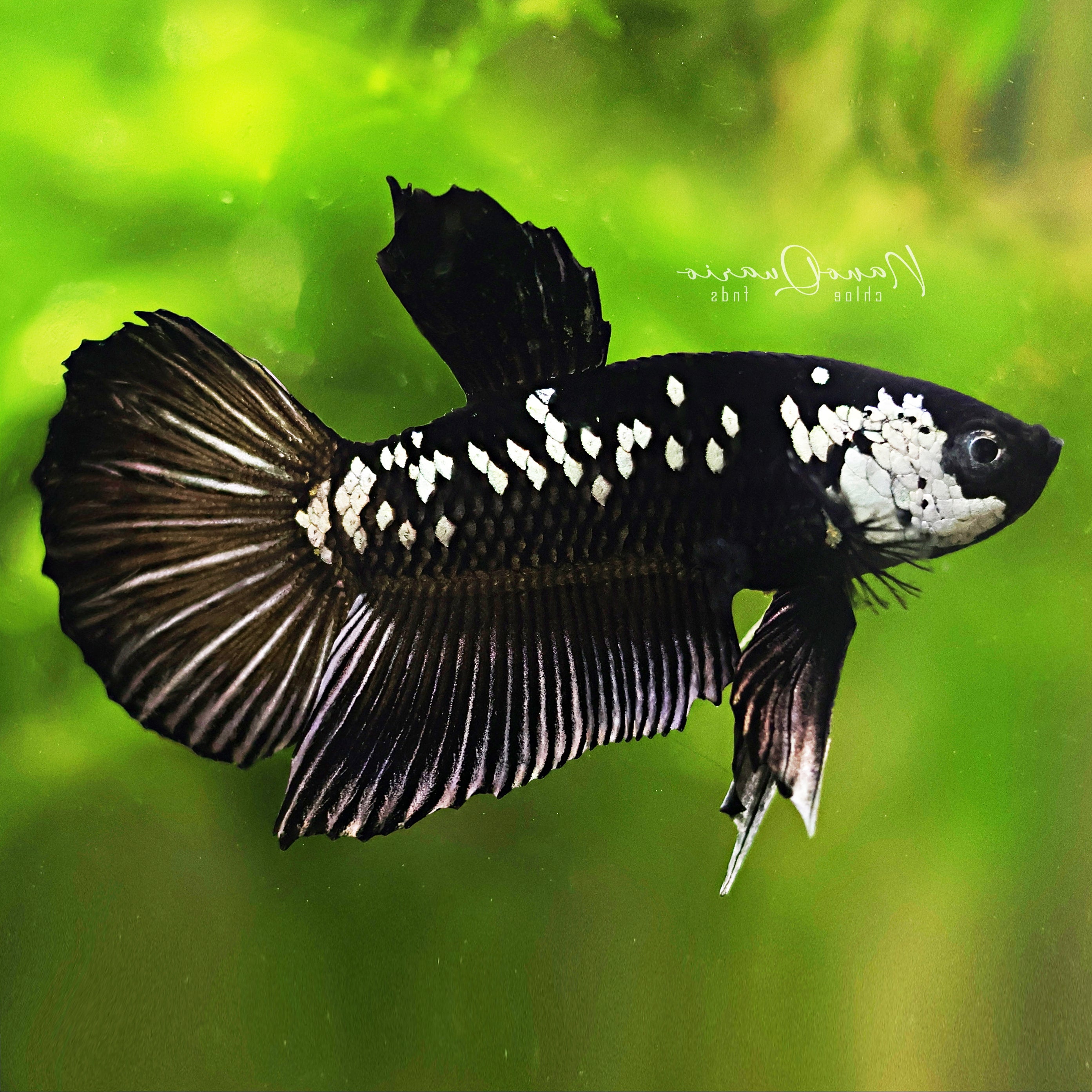 🐟Betta Samouraï & Dragon