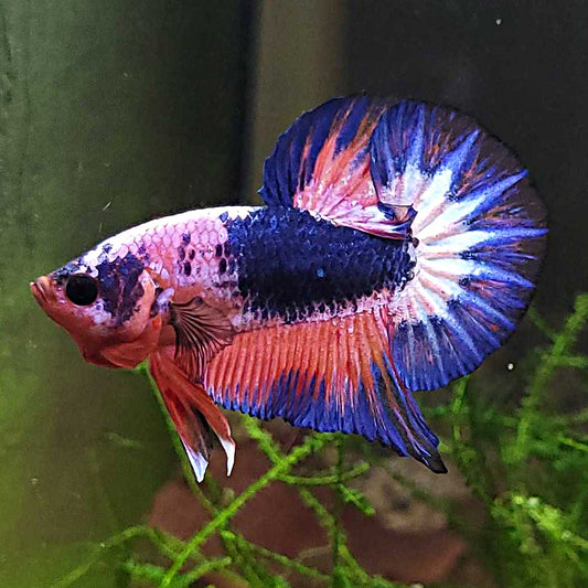 Licornet - Mâle Plakat Halfmoon Rose Violet Rare