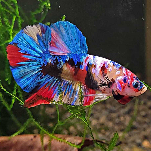 Rainbow - Mâle Plakat Multicolors Nemo Galaxy
