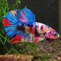 Rainbow - Mâle Plakat Multicolors Nemo Galaxy