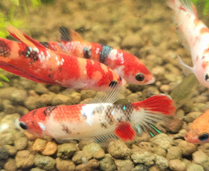 🧡Duo Femelles Plakat Soeurs Koi Nemo Galaxy🇲🇨