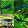 💙Crevettes Neocaridina Blue Dream - Lot de 5