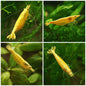 💛Crevettes Neocaridina Yellow Neon - Lot de 5