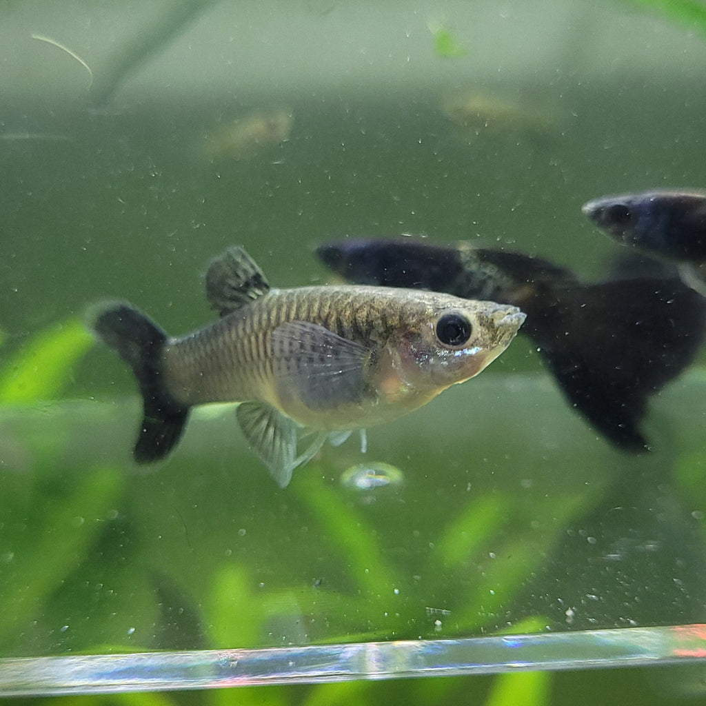 1/ Cobra Black Metal Poecilia Reticulata 🇮🇩