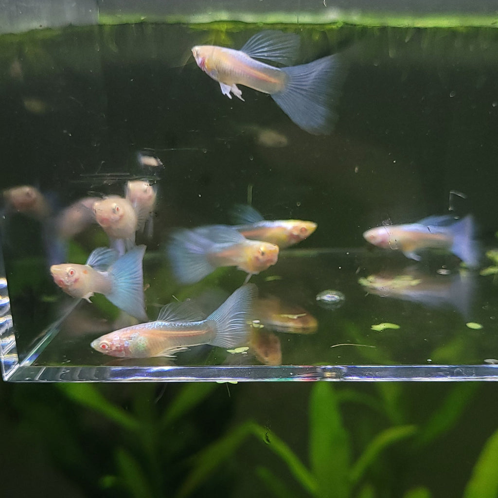 5b/ Couple Albino Blue Sky Topaz Mâle et Femelle Poecilia Reticulata 🇮🇩