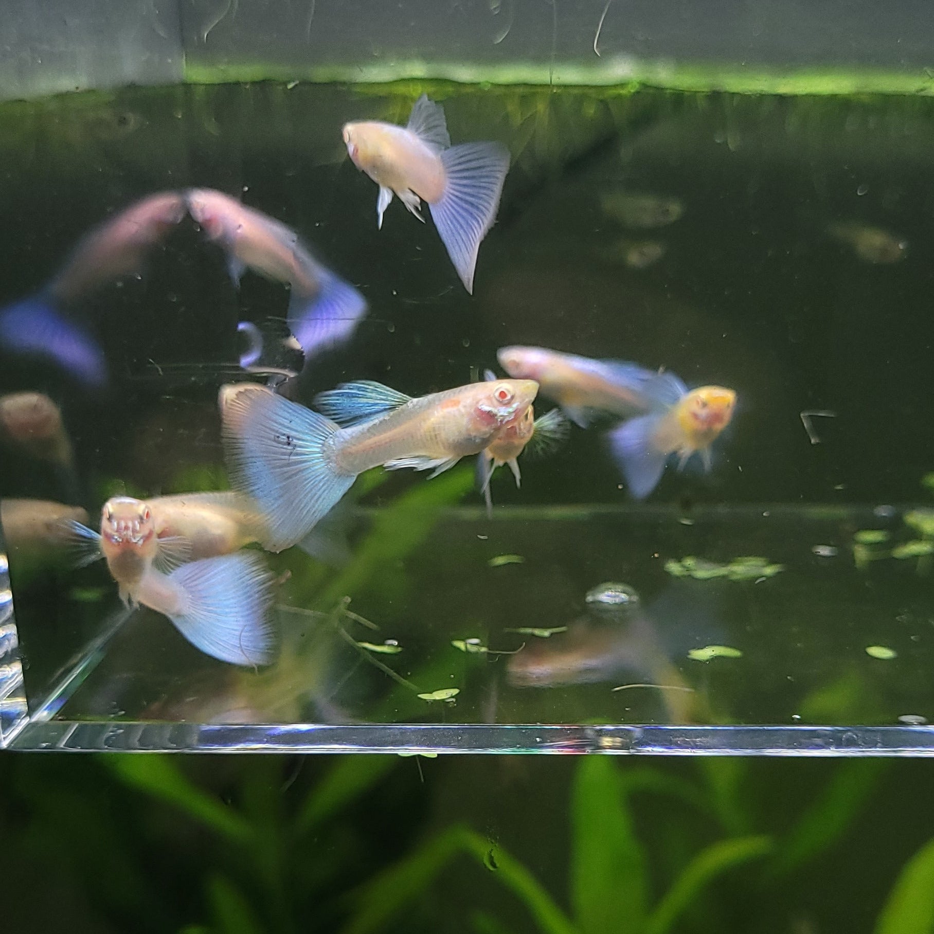 5b/ Couple Albino Blue Sky Topaz Mâle et Femelle Poecilia Reticulata 🇮🇩
