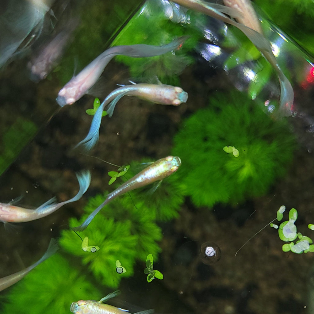 5b/ Couple Albino Blue Sky Topaz Mâle et Femelle Poecilia Reticulata 🇮🇩