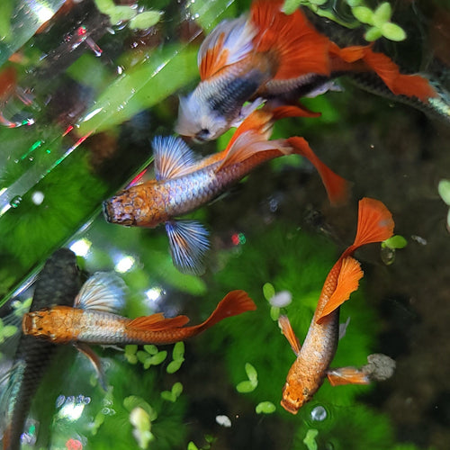 9g/ Santa Claus Poecilia Reticulata 🇮🇩