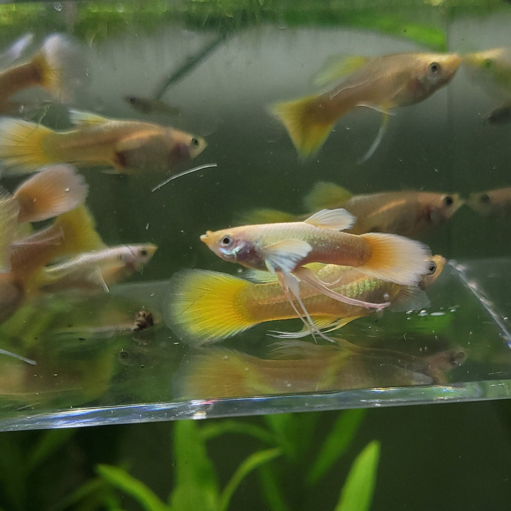 8a/ Couple Full Gold Ribbon Mâle et Femelle Poecilia Reticulata 🇮🇩