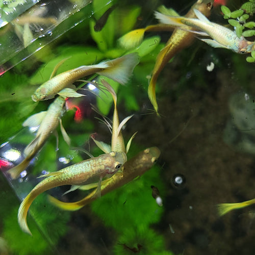 8a/ Couple Full Gold Ribbon Mâle et Femelle Poecilia Reticulata 🇮🇩