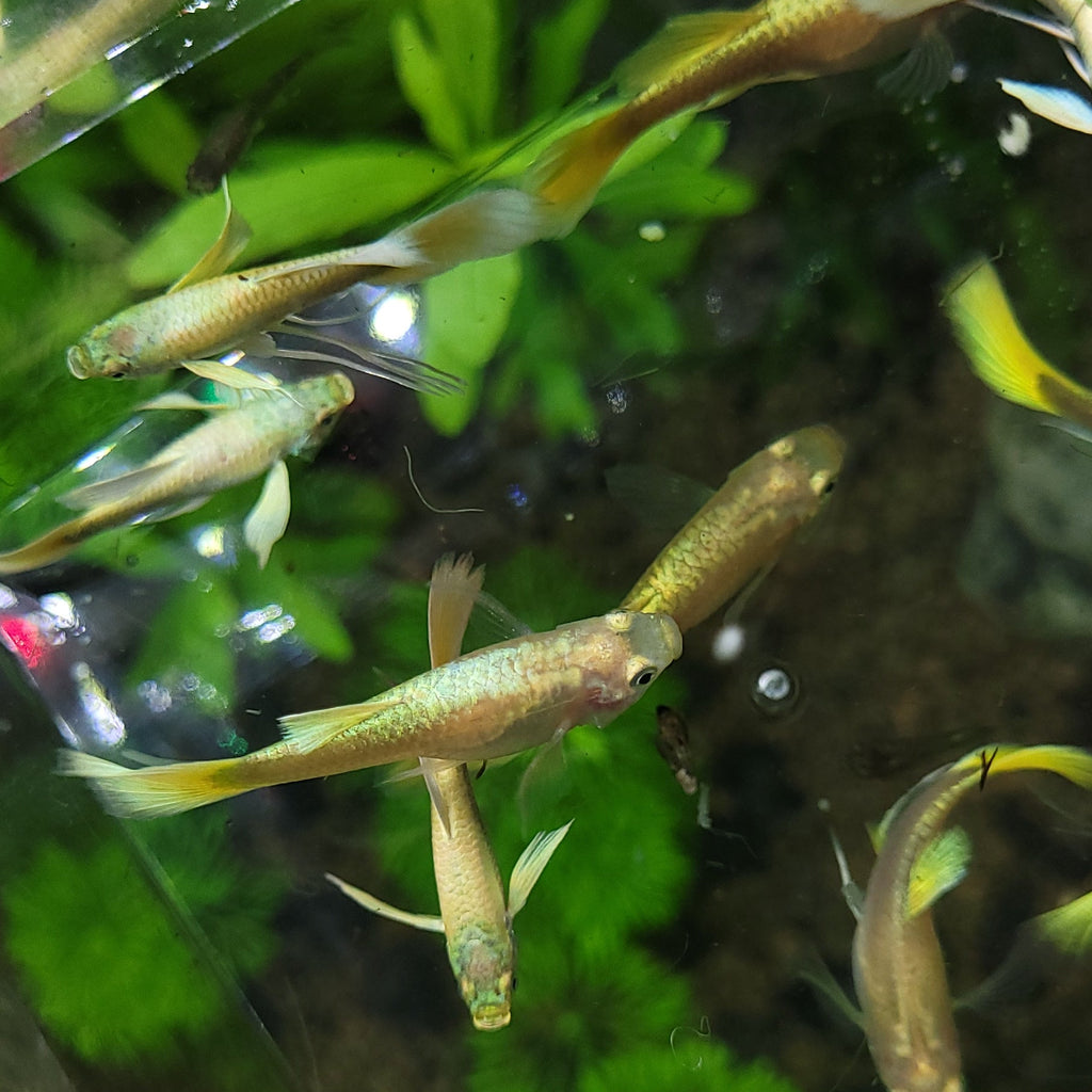 8a/ Couple Full Gold Ribbon Mâle et Femelle Poecilia Reticulata 🇮🇩