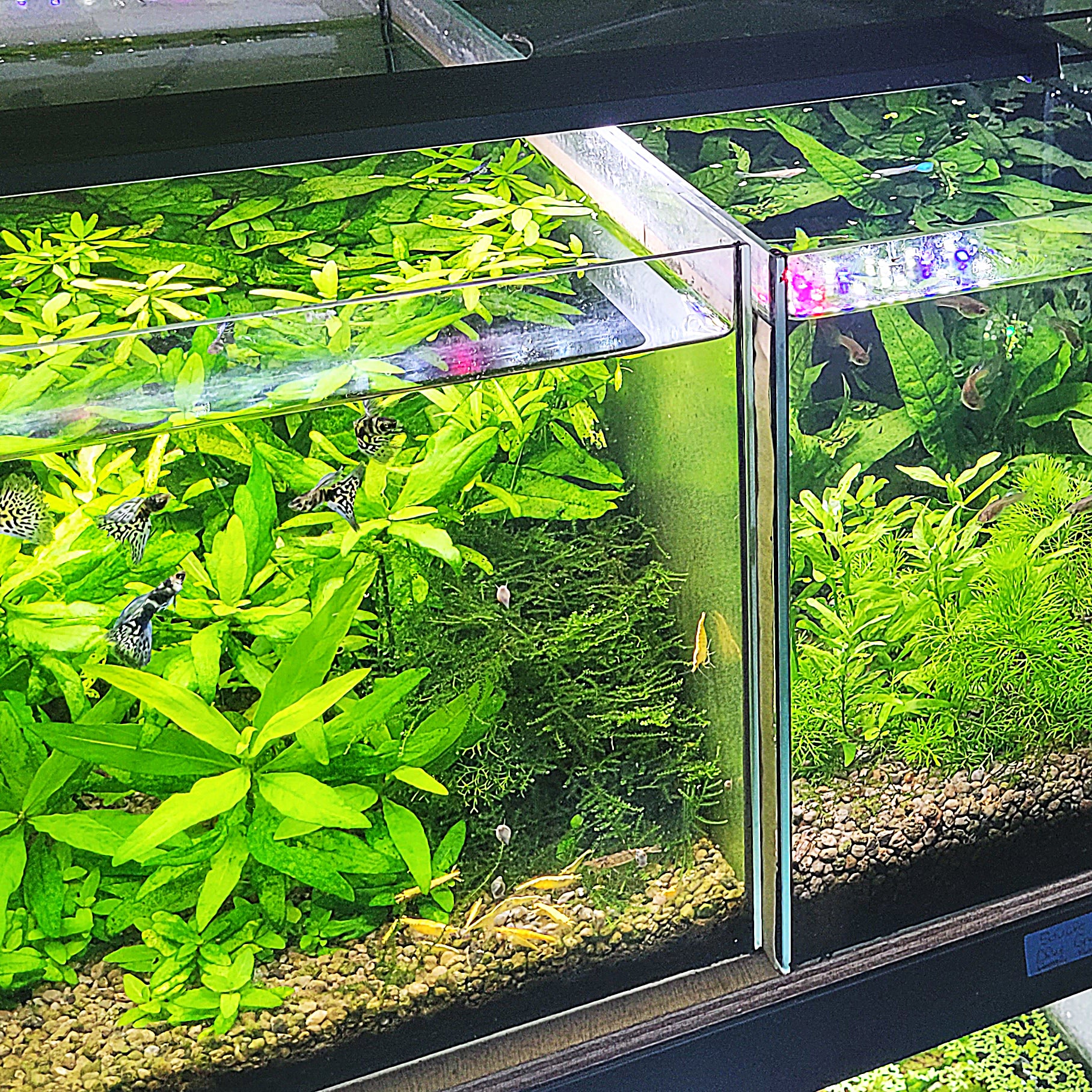 💚Combo Maintenance Clean & Green