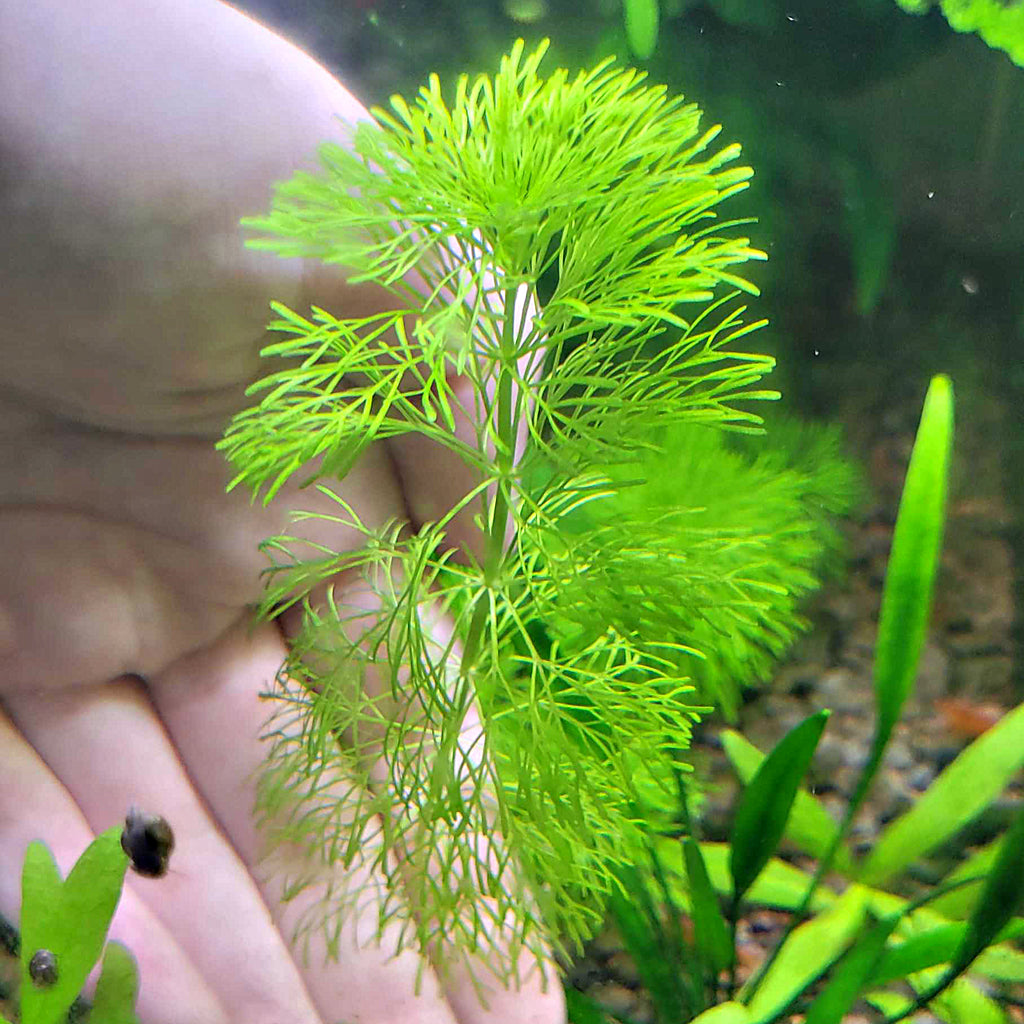 🌿Bouture - Limnophila sessiliflora -☘️Pousse Rapide