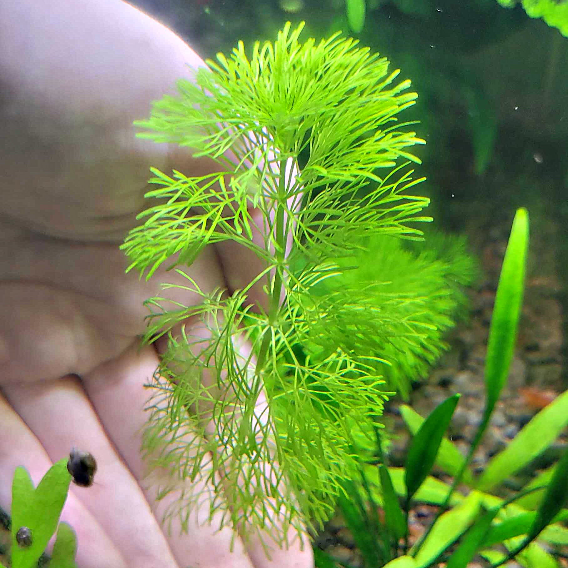 🌿Bouture - Limnophila sessiliflora -☘️Pousse Rapide