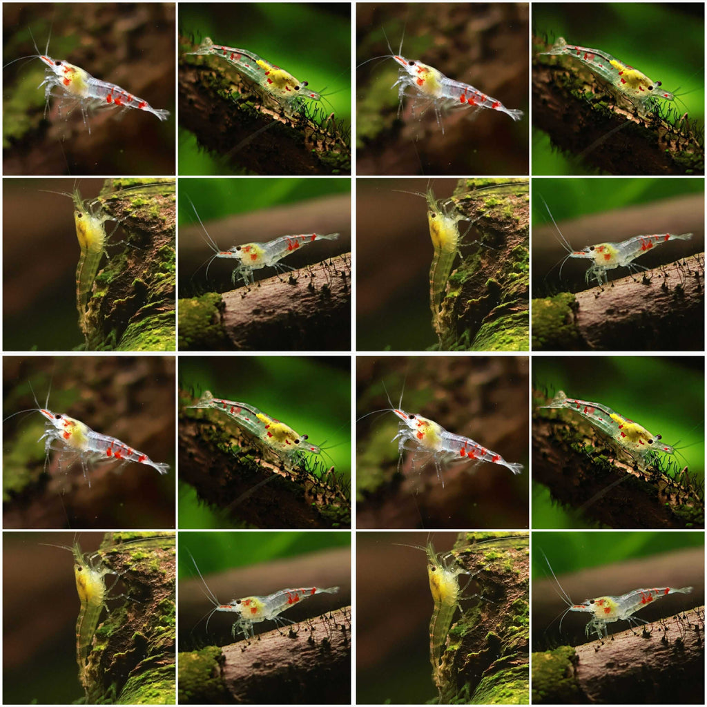 🩶Crevette Neocaridina Déclassé - lot de 10