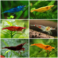 🌈Lots Neocaridina "Skittle Tanks" - Lot de 6