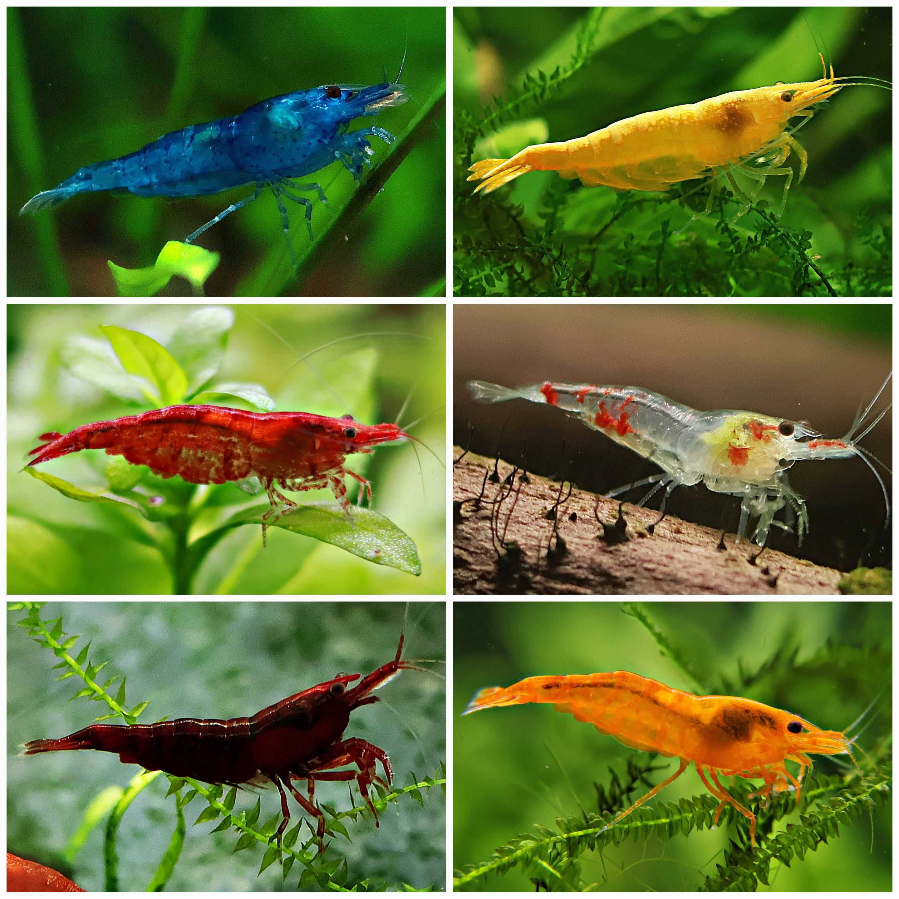 🌈Lots Neocaridina "Skittle Tanks" - Lot de 6