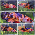 Sororité OrangeJuice - 5 Femelles Plakat Koi Nemo Galaxy
