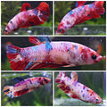 Sororité RedRose - 5 Femelles Betta Plakat Koi Galaxy Rouge